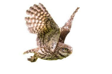Küçük Baykuş (Athene noctua) beyaz arka planda tek başına uçan gece kuşu