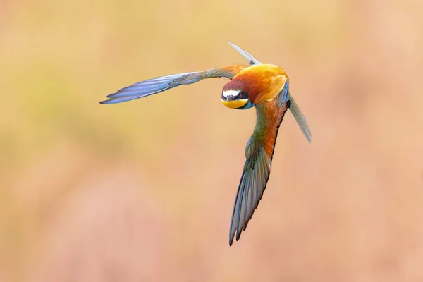 European Bee Eater Merops Apiaster Voo Sobre Fundo Turvo Perto — Fotografia de Stock