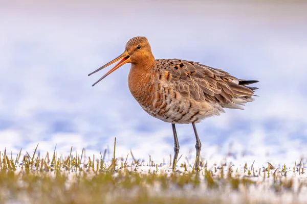 ブラックテール ゴドウィット Limosa Limosa と呼ぶ移住中の湿地の浅い水の中で休息と採餌 ブラック テール ゴッドウィットにとっても重要な繁殖地としてのオランダ 明るいヨーロッパの自然の野生動物のイメージに戻る — ストック写真