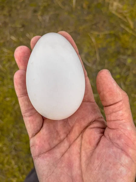 Huevo Pato Salvaje Mano Del Biólogo Como Concepto Reproducción Pascua — Foto de Stock