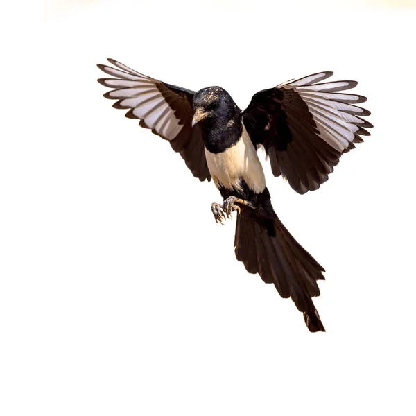 Eurasian Magpie Pica Pica Flying Bright Bakgrund Och Titta Kameran — Stockfoto