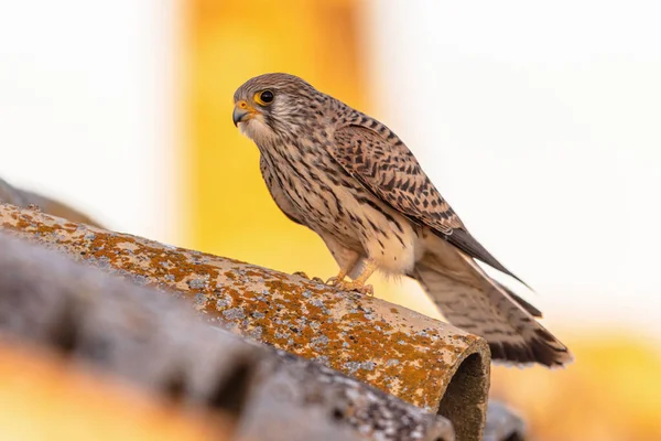 Petit Faucon Femelle Falco Naumanni Est Petit Faucon Cette Espèce — Photo
