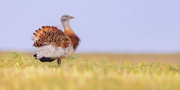 Great Bustard (Otis tarda). Male bird with group of females balloon displaying in Open Grassland with Flowers in Extremadura Spain. March. Wildlife Scene of Nature in Europe.