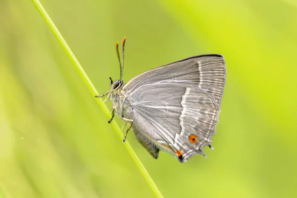 Mor Saç Çizgisi Neozephyrus Quercus Kelebek Çimlerin Üzerinde Dinleniyor Avrupa — Stok fotoğraf