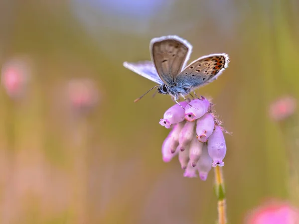 银纹蓝蝴蝶 Plebeius Argus 栖息于自然异乡栖息地的荒原上 有密闭的翅膀 Drenthe — 图库照片