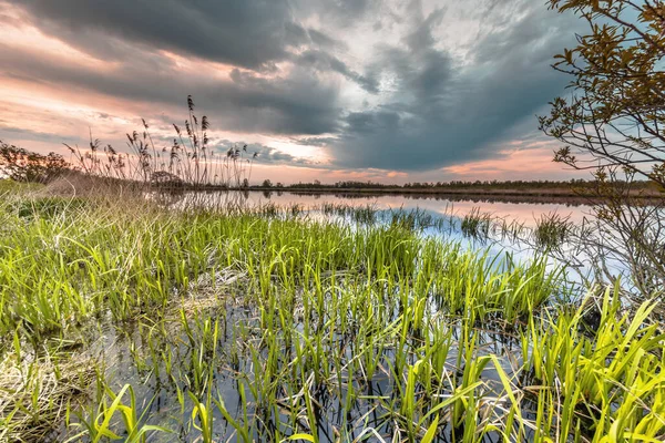 Feuchtgebietslandschaft Mit Pastellfarbenem Sonnenuntergang Mit Wasser Reflektierendem Schilfgras Weerribben Nationalpark — Stockfoto