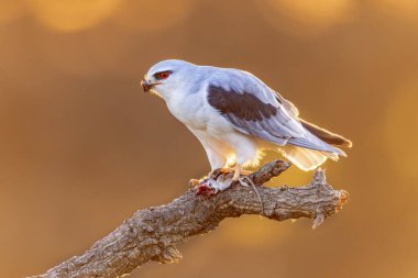 Kara Kanatlı Uçurtma (Elanus caeruleus) İspanya 'nın Extremadura kentindeki Parlak Arkaplan' da fare avıyla birlikte Ağaca tünemiş Yırtıcı Kuş. Avrupa 'nın Doğasında Vahşi Yaşam Sahnesi.