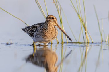 Snipe (Gallinago gallinago), Eski Dünya 'ya özgü küçük, tıknaz bir Wader türüdür. Göç sırasında sığ sularda yüzen kuş. Avrupa 'nın Doğasında Vahşi Yaşam Sahnesi.