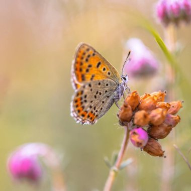 Avrupa Kelebeği Sooty Copper (Lycaena tityrus) bulanık arka plan ve güzel bokeh ile fundalık çiçeğine (Erica tetralix) tünemiştir. Avrupa 'nın doğal ortamında kelebek.