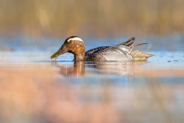 Garganey (Spatula querquedula) küçük bir ördektir. Göç sırasında erkek kuş Bataklıkta yüzüyor. Avrupa 'nın Doğasında Vahşi Yaşam Sahnesi.