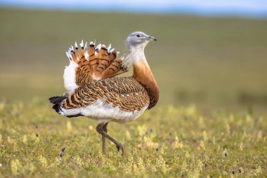 Great Bustard (Otis tarda) in Open Grassland with Flowers in Extremadura Spain. March. Wildlife Scene of Nature in Europe. clipart
