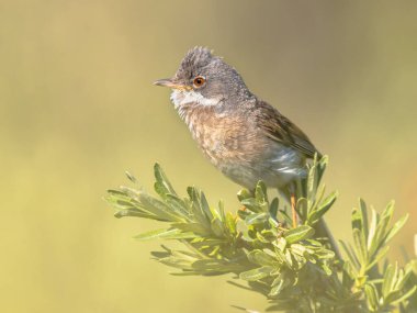 Greater Whitethroat (Curruca Communis), Avrupa genelinde yetişen yaygın ve yaygın bir wWrbler türüdür. Doğa Koruma Alanındaki Bush Şubesi 'ne tünemiş..