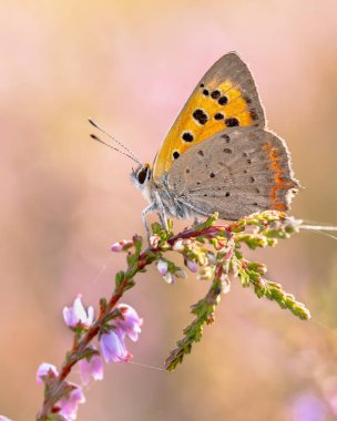 Küçük bakır (Lycaena phlaeas) kelebeği, Temmuz 'da güneşli bir günde fundalığa tünemiştir. Veluwe, Gelderland, Hollanda