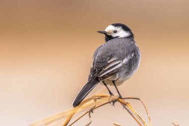 White Wagtail (Motacilla alba) perched on twig on brown background. This migratory bird is quite common in Europe. Wildlife scene of European nature. Netherlands.