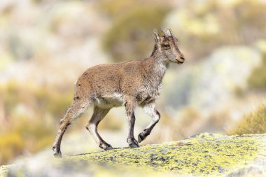 Batı İspanyol dağ keçisi veya Gredos Ibex (Capra pyrenaica victoriae). İspanya 'nın Sierra de Gredos bölgesinde kayalıklarda yürüyen genç bir hayvan. Avrupa 'da vahşi yaşam sahnesi.