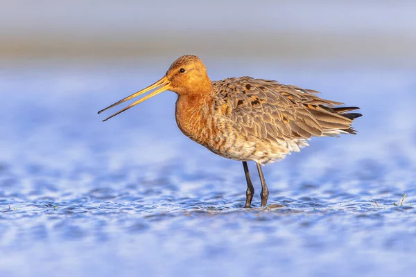 Calling Black Tailed Godwit Limosa Limosa Resting Foraging Shallow Water — Stock Photo, Image