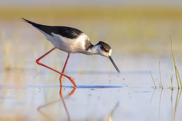 Kara Kanatlı Stilt Himantopus Himantopus Gün Batımındaki Parlak Arka Planla — Stok fotoğraf