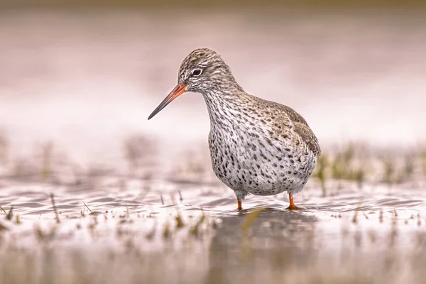 移動中に湿地の浅い水で共通のアカゲザル トリンガトタヌス ワダー鳥の採餌を見てください Redshankはユーラシア大陸を横断する渡り鳥です ヨーロッパの自然の中で野生動物のシーン オランダ — ストック写真