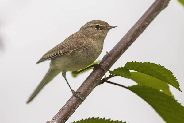 Common Chiffchaff Phylloscopus Collybita Perched Branch White Background Netherlands — 스톡 사진