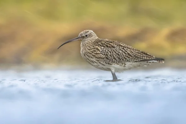 Der Große Brachvogel Numenius Arquata Watet Flachen Wasser Des Wattenmeeres — Stockfoto