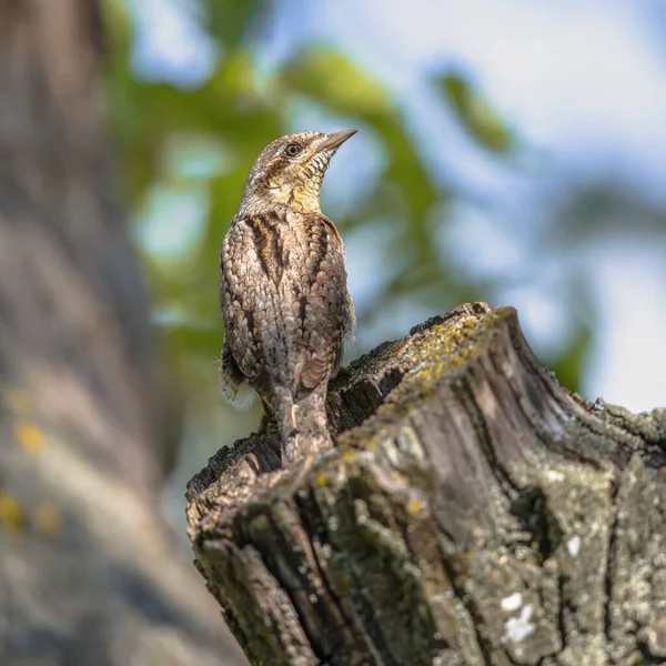 ユーラシア ライネック Jynx Torquilla キツツキ科のライネックの一種である 鳥は木の幹の営巣地で倒れた ヨーロッパの自然の野生動物のシーン — ストック写真