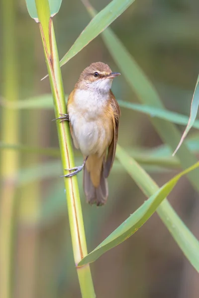 Great Reed Warbler Acrocephalus Arundinaceus Eurasisk Förbipasserande Släktet Acrocephalus Man — Stockfoto