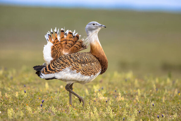 Great Bustard (Otis tarda) in Open Grassland with Flowers in Extremadura Spain. March. Wildlife Scene of Nature in Europe.