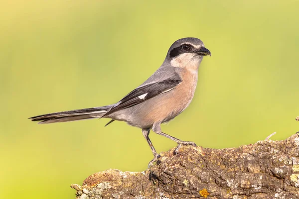 Iberský Štír Šedý Lanius Meridionalis Blízký Velkému Štírovi Sedí Trupu — Stock fotografie