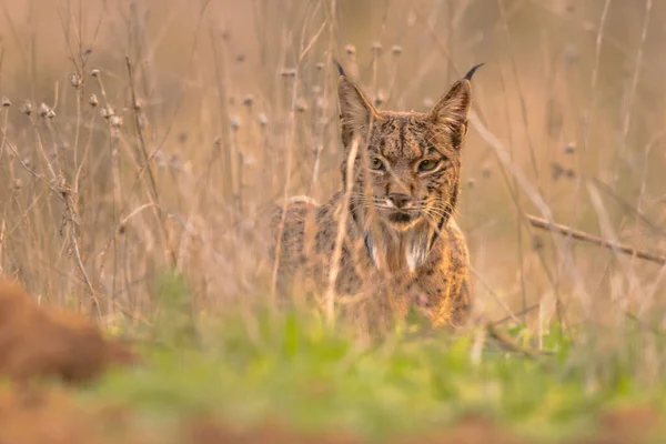 Иберийская Рысь Lynx Pardinus Является Эндемиком Видов Диких Кошек Пиренейском — стоковое фото