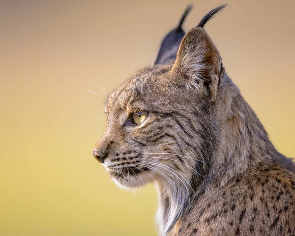 イベリア リンクス Lynx Pardinus 西ヨーロッパのイベリア半島に生息する野生のネコ種である スペインのアンジュハルで野生動物 ヨーロッパの自然風景 — ストック写真