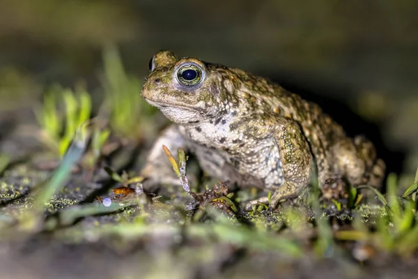 Natterjack Toad Epidalea Calamita Standing Front Legs Look Further Distance — Stock fotografie