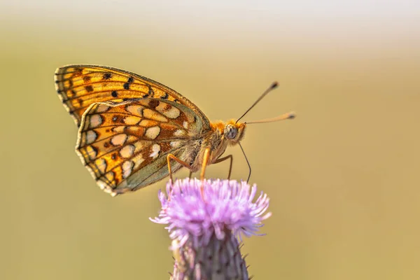 Niobe Fritillary Argynnis Niobe Летает Пурпурном Цветке Размытым Фоном Мягким — стоковое фото