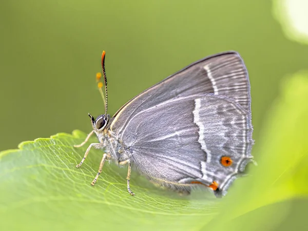 Purple Hairstreak Neozephyrus Quercus Butterfly Resting Grass Wildlife Scene Nature — Stock Photo, Image