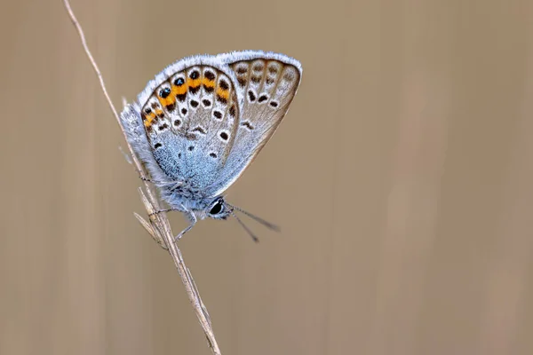 Срібна Набита Синя Метелик Plebeius Argus Відпочиває Закритими Крилами Стоять — стокове фото