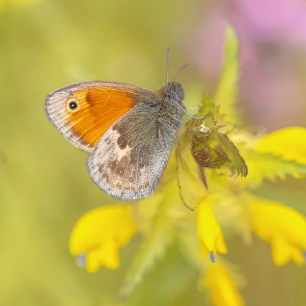 Small Heath Coenympha Pamphilus Європейський Метелик Відпочиває Жовтій Квітці Розмитим — стокове фото