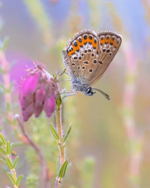 Silver Studded Blue Butterfly Plebeius Argus Покоится Закрытыми Крыльями Вереске — стоковое фото