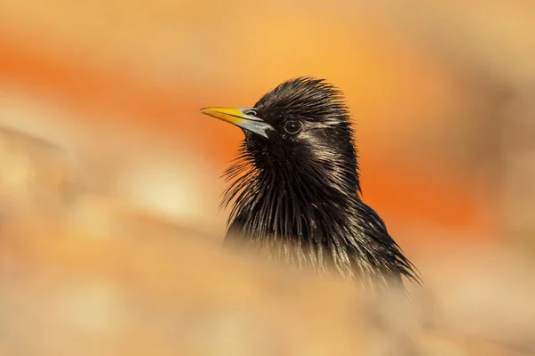 Starling Sem Manchas Sturnus Unicolor Está Confinado Península Ibérica Bird — Fotografia de Stock