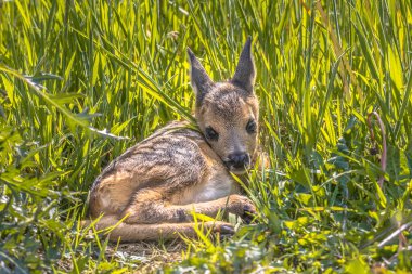 Yavru geyik (Capreolus capreolus) mayıs ayında güneşli bir günde çimlerde dinlenir. Hollanda