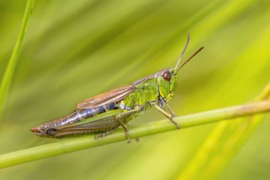water-meadow grasshopper (Chorthippus montanus) female insect close up on a grass stem