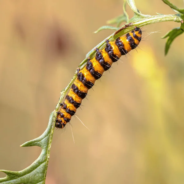 Larvas Lagarta Cinnabar Tyria Jacobaeae Comendo Folha Ragworth Jacobaea Vulgaris — Fotografia de Stock