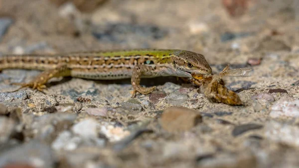 Italský Ještěrka Podarcis Muralis Kořistí Kamenné Zdi Toskánsku Itálie Duben — Stock fotografie