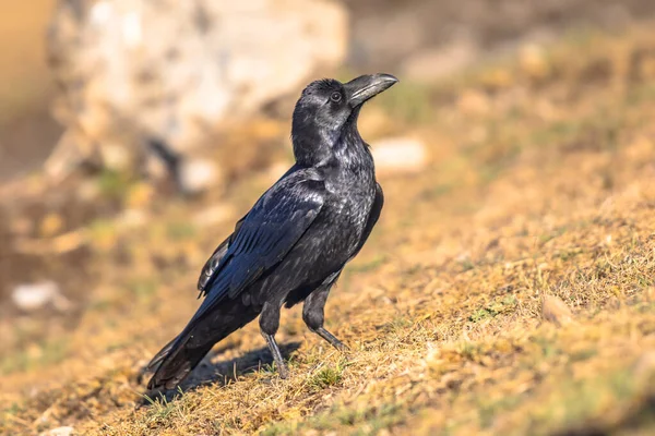西班牙加泰罗尼亚比利牛斯的普通乌鸦 Corvus Corax 栖息在岩石上 四月April 它们以腐肉 小动物 筑巢鸟类和食物废料为食 — 图库照片