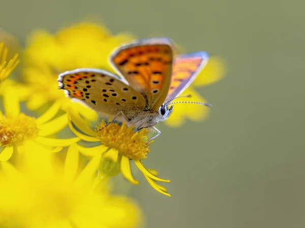 Europäische Schmetterlingsrußkupfer Lycaena Tityrus Hockt Auf Blüten Von Ragwurz Jacobaea — Stockfoto