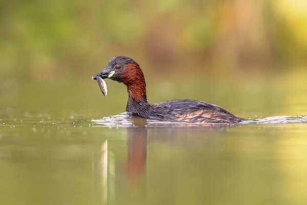 Zwergtaucher Tachybaptus Ruficollis Schwimmen Wasser Und Fangen Fische Dieser Wasservögel — Stockfoto