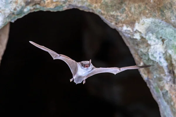Hosszú Ujjú Denevér Myotis Capaccinii Repül Bejáratától Kolónia Barlang Spanyol — Stock Fotó