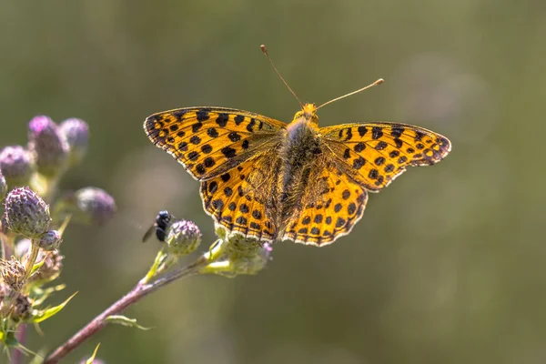 Queen Spain Fritillary Issoria Lathonia Resting Flower Thistle Sun — Stock Photo, Image