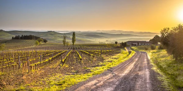 Vignoble Dans Les Collines Brumeuses Montalcino Toscane Italie Avril — Photo