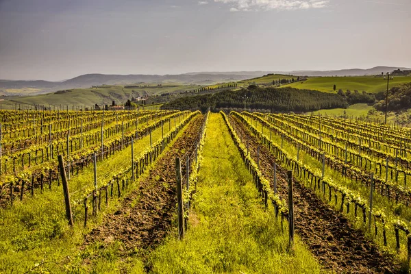 Wijngaard Mistige Heuvels Van Asciano Chiusure Toscane Italië April — Stockfoto