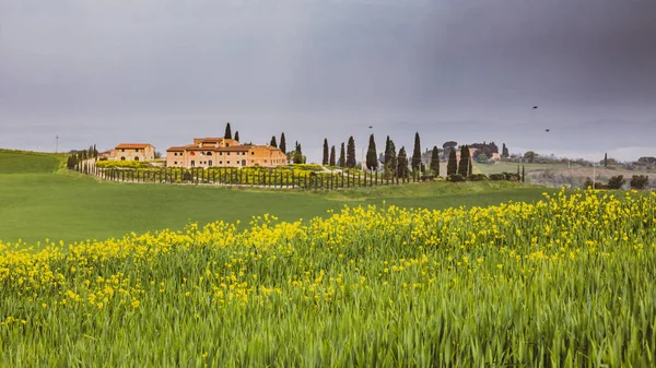 Flores Amarelas Campo Com Aldeia Toscana Fundo Tempo Chuvoso Toscana — Fotografia de Stock