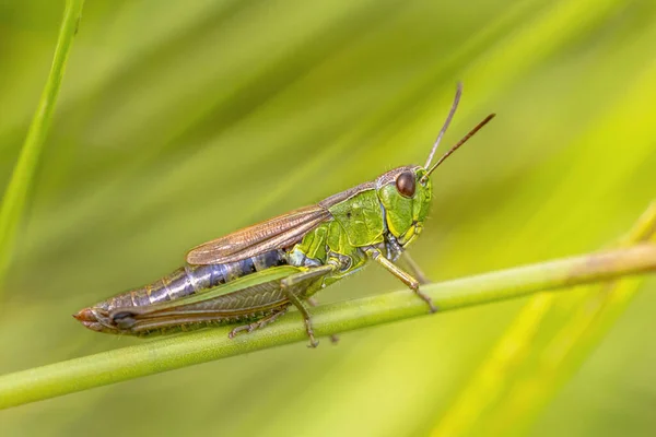 水草蚱蜢 Chorthippus Monp Org 雌性昆虫 靠近草茎 — 图库照片